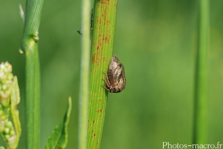 Centrotus cornutus